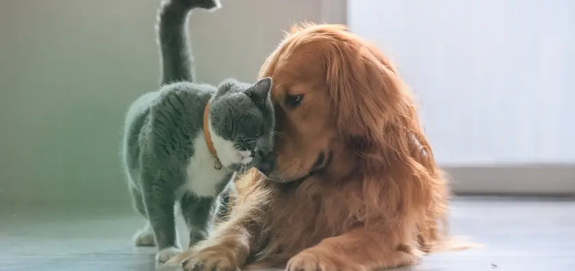 Perro y Gato